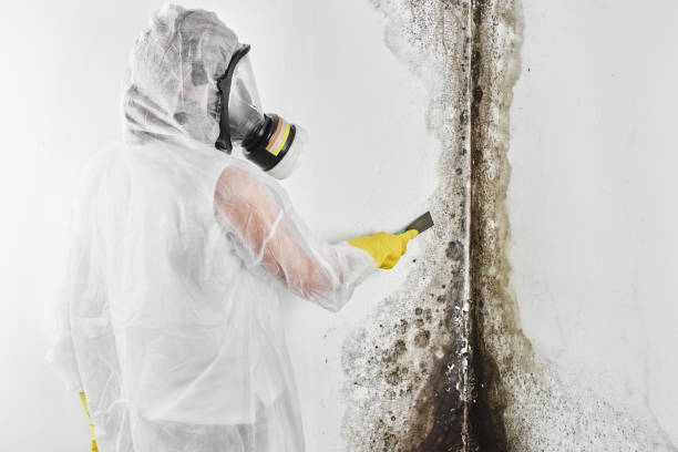 Best Residential Mold Removal  in Bakerstown, PA