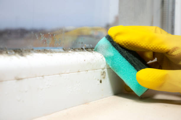 Mold Removal Process in Bakerstown, PA