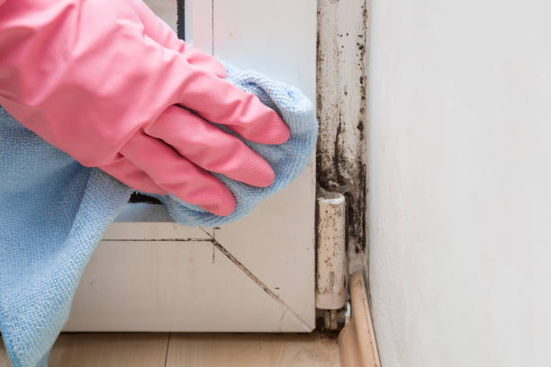 Best Residential Mold Removal  in Bakerstown, PA